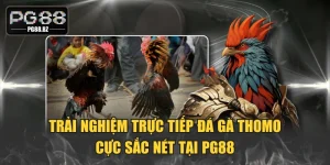 Trực Tiếp Đá Gà Thomo