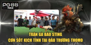 Trận Gà Bảo Sting